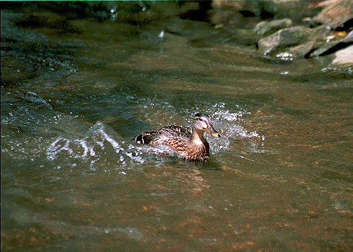 Very fast swimming duck