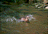 Click on thumbnail to view a full-size image