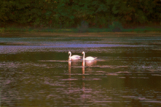 Swans, Kensington  Metropark