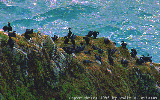 A colony of Brandt's Cormorants, Pacific Shore