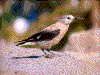 Click on thumbnail to view a full-size image