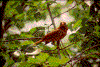 Click on thumbnail to view a full-size image