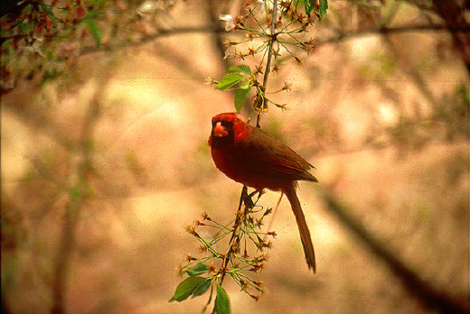 Red Cardinal, Washington DC