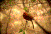 Click on thumbnail to view a full-size image
