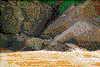 Click on thumbnail to view a full-size image