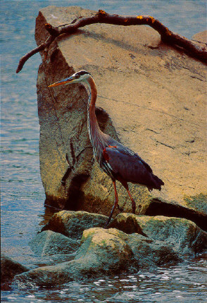 Great Blue Heron, Potomac