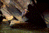 Click on thumbnail to view a full-size image