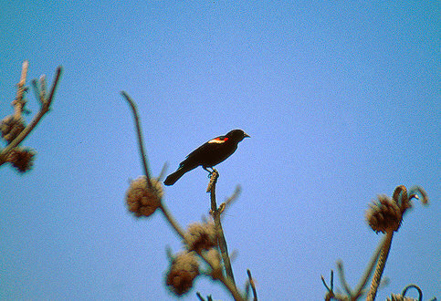 Red-winged Sterling, Potomac
