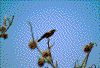 Click on thumbnail to view a full-size image