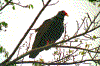 Click on thumbnail to view a full-size image