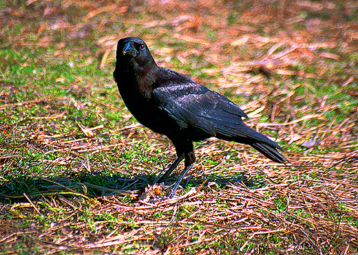 Raven, Everglades