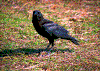 Click on thumbnail to view a full-size image