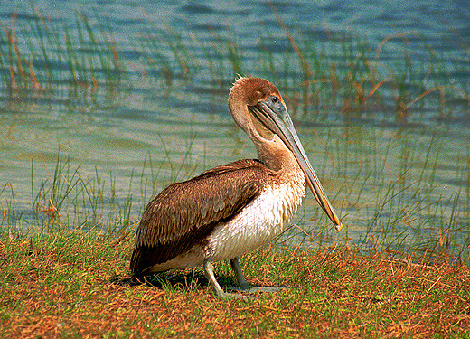 Brown Pelican, Everglades