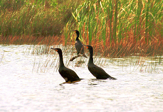 Double-Crested Cormorants, Everglades
