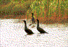 Click on thumbnail to view a full-size image