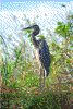 Click on thumbnail to view a full-size image