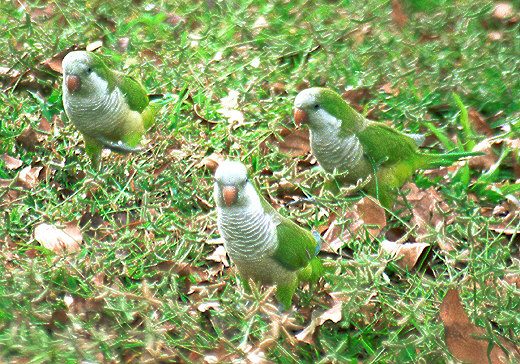 Parrots on the street, Miami