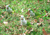 Click on thumbnail to view a full-size image