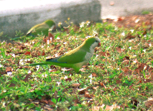 Parrots on the street, Miami