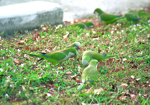 Parrots on the street, Miami