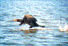 Click on thumbnail to view a full-size image
