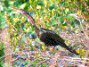 Click on thumbnail to view a full-size image