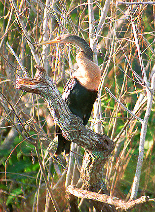 Anhinga on the trunk, Everglades