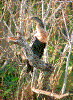 Click on thumbnail to view a full-size image