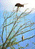 Click on thumbnail to view a full-size image