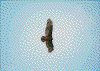 Click on thumbnail to view a full-size image