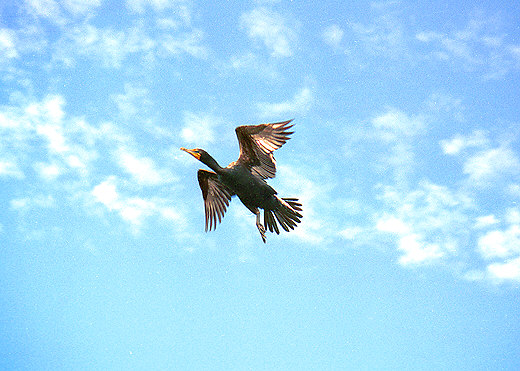 Flying Double-Crested Cormorant, Everglades