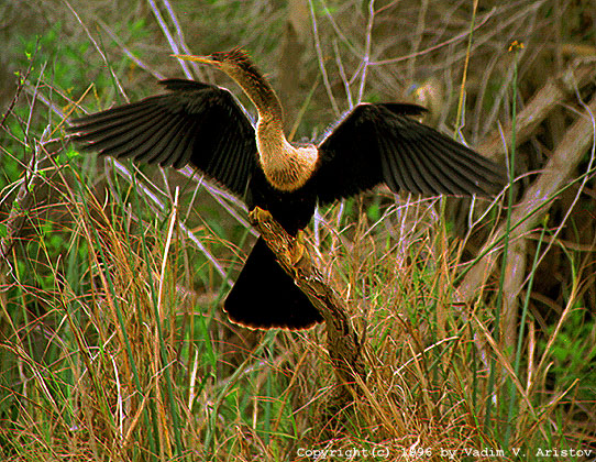 Anhinga is drying the wings, Everglades