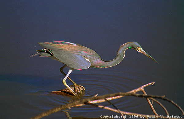 Fishing Tricolored Heron, Everglades