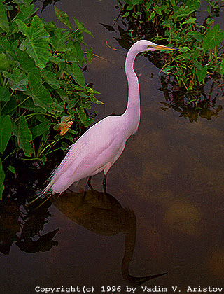 A Great Egret, Everglades