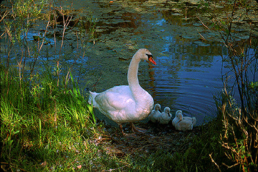 American Swan, Kensington  Metropark