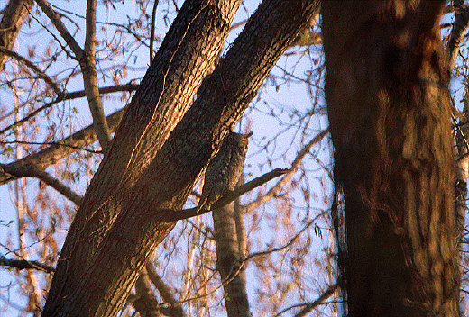 Great Horned Owl, Metro Beach  Metropark
