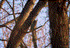 Click on thumbnail to view a full-size image