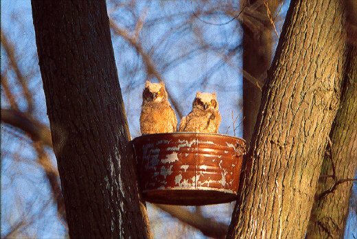 Great Horned Owlets in the nest, Metro Beach Metropark