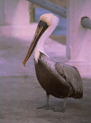 pelican1.jpg