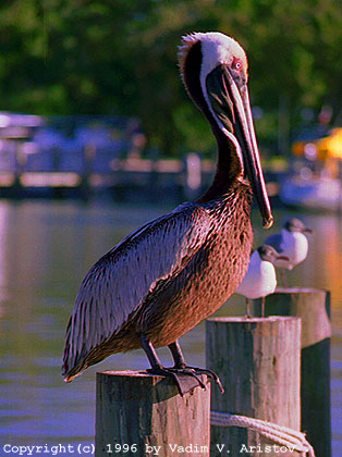 A Brown Pelican, Everglades