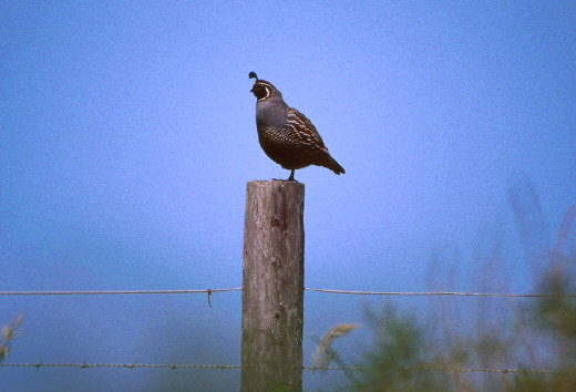 Californian Partridge, Point Reyes