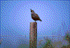 Click on thumbnail to view a full-size image