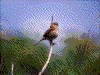 Click on thumbnail to view a full-size image