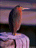 Click on thumbnail to view a full-size image