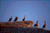 Click on thumbnail to view a full-size image