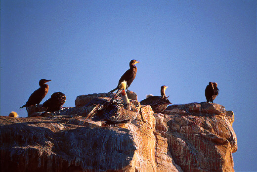 Pelicans and Brandt Cormorants, Santa Rosa