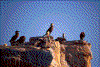 Click on thumbnail to view a full-size image