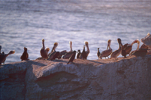 Pelicans and Brandt Cormorants, Santa Rosa