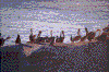 Click on thumbnail to view a full-size image