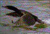 Click on thumbnail to view a full-size image